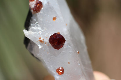 Spessartine Garnets on Quartz w/ Schorl