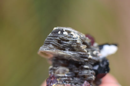 Spessartine Garnets on Mica w/ Feldspar and Schorl