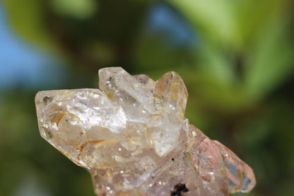 Multi Enhydro Multi Quartz Cluster