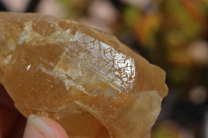 Golden Calcite