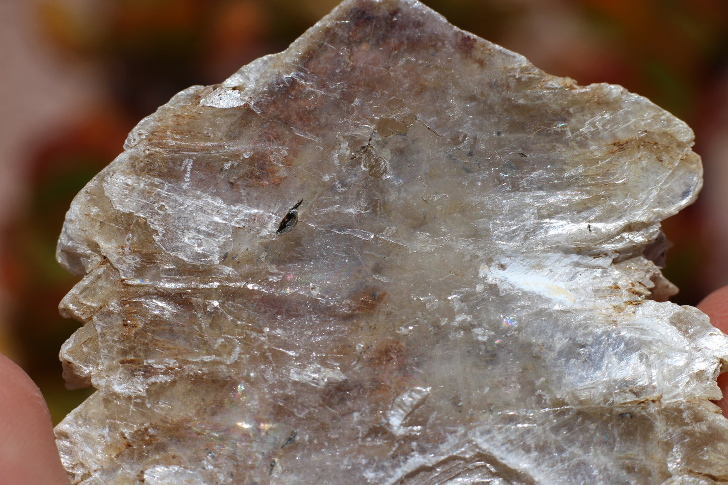 Fish Scale Selenite