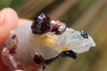 Spessartine Garnets on Quartz w/ Schorl